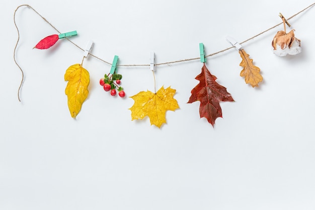 Fondo de hojas de otoño o banner. Hojas de arce y roble, caja de algodón en pinzas para la ropa sobre fondo blanco. Maqueta, endecha plana, vista superior, espacio de copia. Elemento de diseño decorativo de otoño.