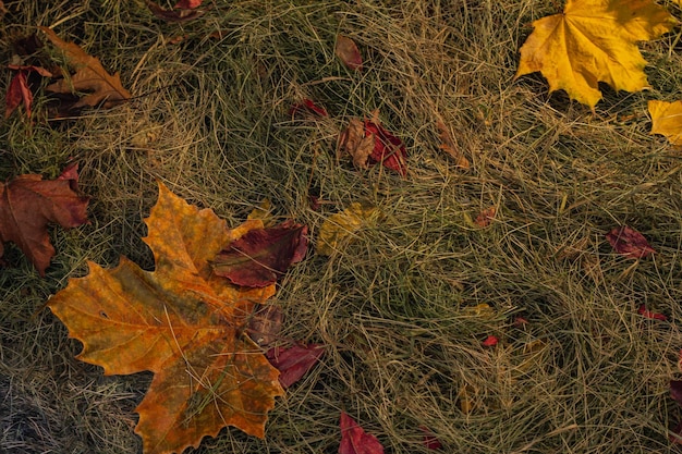 Foto fondo de hojas de otoño y paja y heno