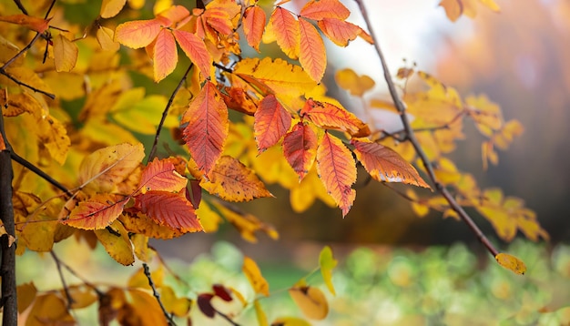 Fondo de hojas de otoño en las ramas de un árbol