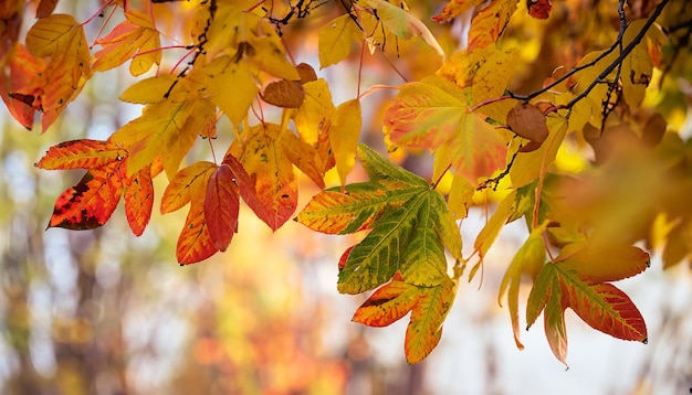 Fondo de hojas de otoño en las ramas de un árbol