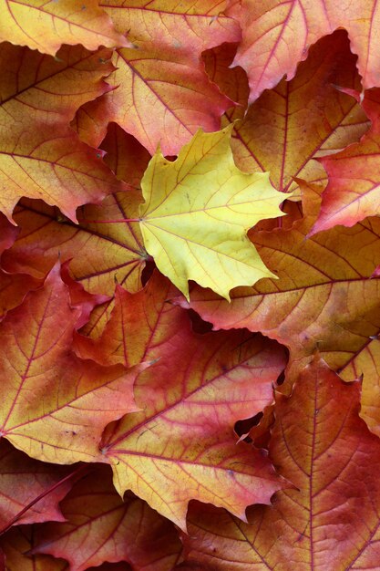 Fondo de hojas de otoño rojo naranja y amarillo