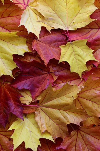 Fondo de hojas de otoño rojo naranja y amarillo