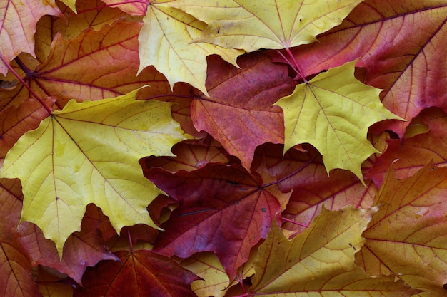Fondo de hojas de otoño rojo naranja y amarillo