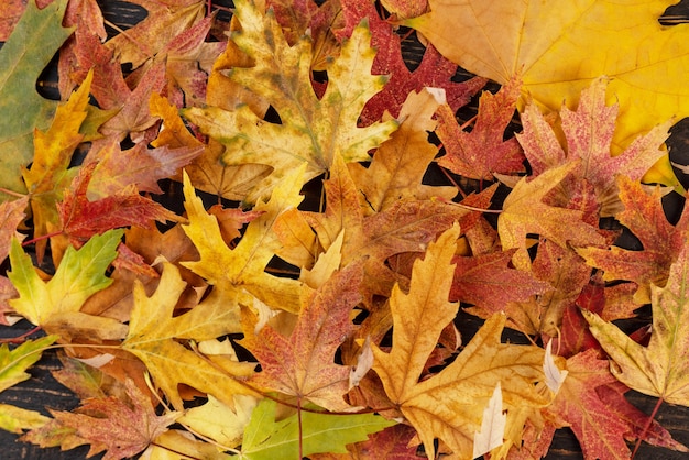 Fondo de hojas de otoño rojo y naranja espacio exterior para texto