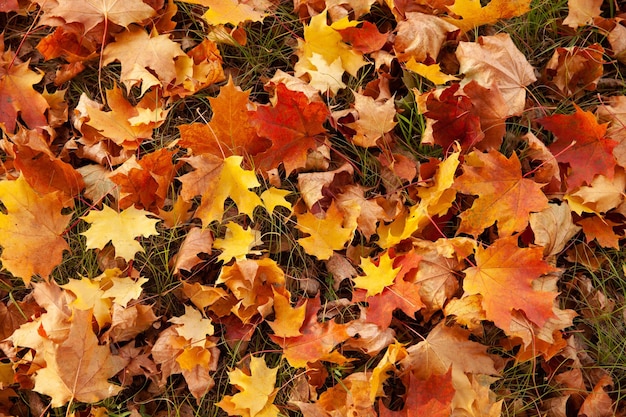 Fondo de hojas de otoño rojo y naranja Imagen de fondo colorida al aire libre de hojas de arce otoñales caídas