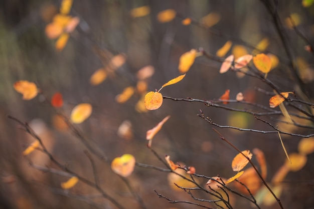 Fondo de hojas de otoño rojo y naranja. Temporada de hermosas hojas de otoño.