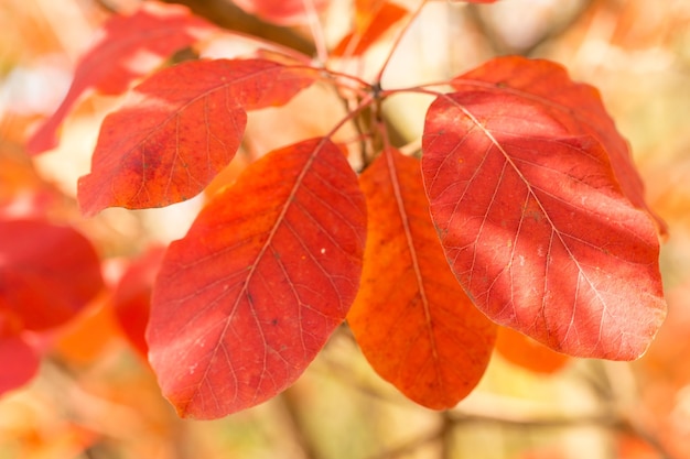 Fondo de hojas de otoño rojo y naranja