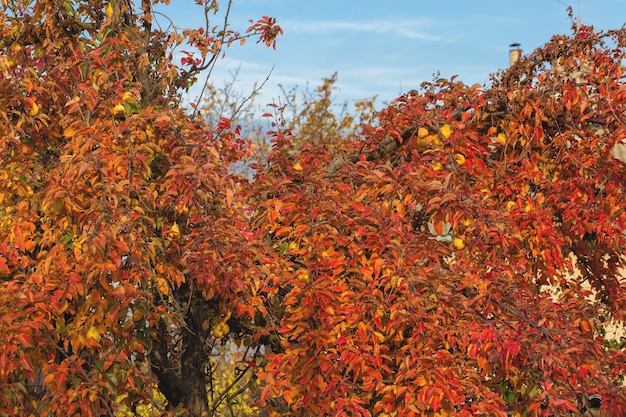 Fondo de hojas de otoño rojo y naranja