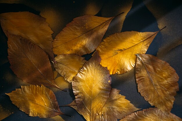 fondo de hojas de otoño sobre un fondo negro