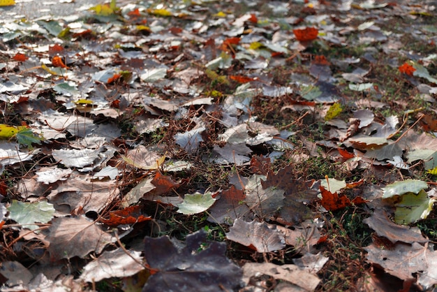 Fondo de hojas de otoño tiradas en el suelo