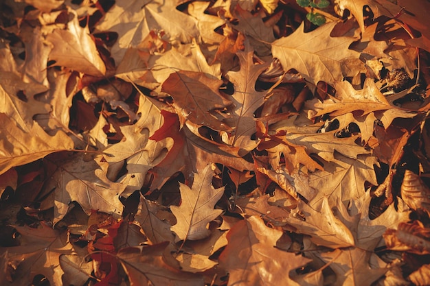 Fondo de hojas de otoño vista superior Hola otoño Roble hojas marrones y amarillas en bosques cálidos y soleados de otoño Fondo de pantalla y pancarta de otoño