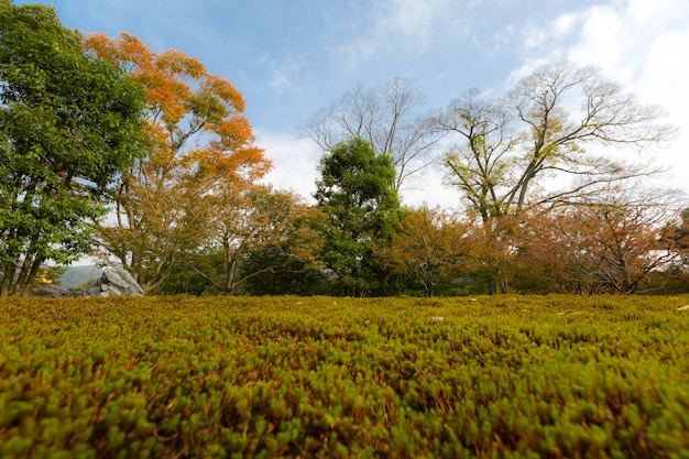 Fondo de hojas de otoño