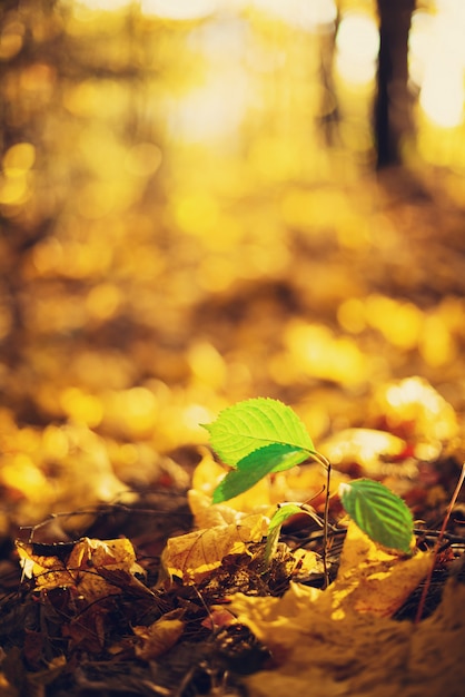 Fondo de hojas de otoño