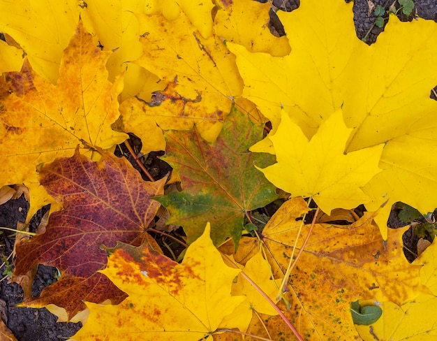 Fondo de hojas de otoño