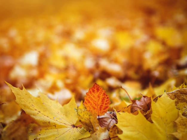 Fondo de hojas de otoño