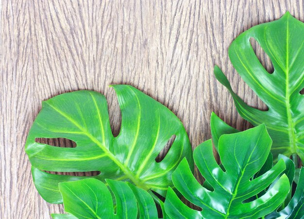 Foto fondo de las hojas de palma de monstera tropical