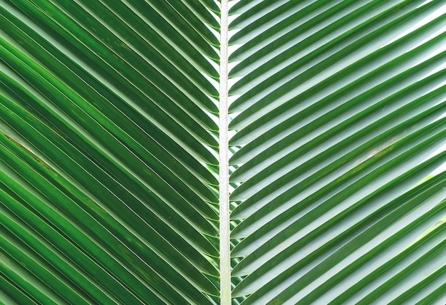 Fondo de hojas de palma verde primer plano Naturaleza planta y concepto de frescura