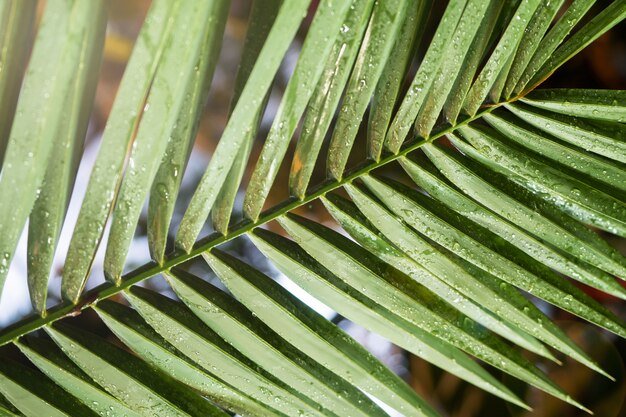 Fondo de hojas de palma verde.