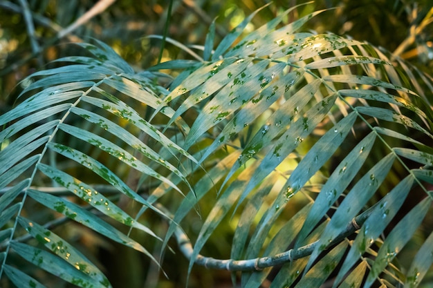 Fondo de hojas de palma verde.