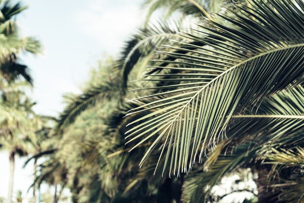 Fondo con hojas de palmera y cielo