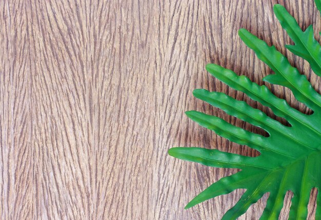 Foto el fondo de las hojas de la palmera de filodendro tropical