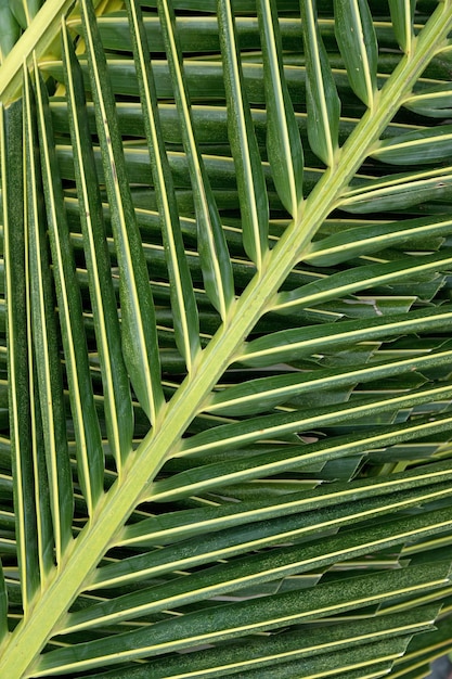 Fondo de hojas de palmera