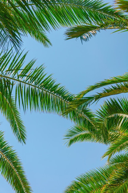 Fondo de hojas de palmeras tropicales. Concepto de vacaciones de verano