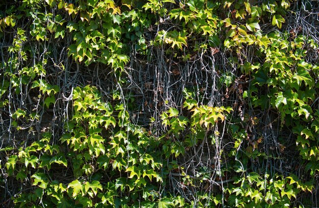 Foto fondo de hojas de pared verde concepto de papel tapiz oscuro fondo de hoja de naturaleza