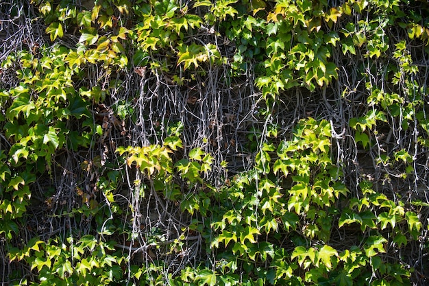 Foto fondo de hojas de pared verde concepto de papel tapiz oscuro fondo de hoja de naturaleza