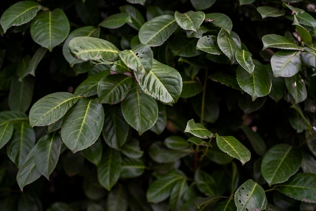 Fondo de hojas de plantas verdes