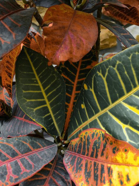 fondo de hojas y plantas