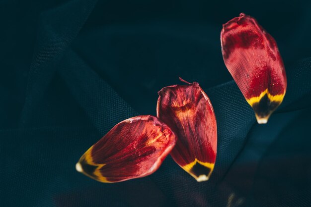 Fondo de hojas y purpurina roja, tulipán rojo con fondo de purpurina