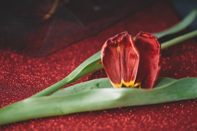 Fondo de hojas y purpurina roja, tulipán rojo con fondo de purpurina