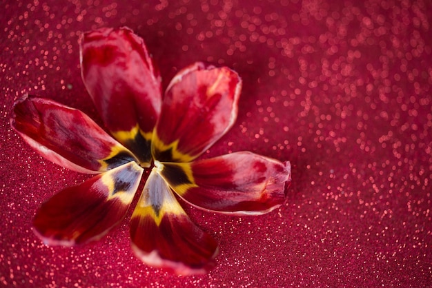 Fondo de hojas y purpurina roja, tulipán rojo con fondo de purpurina