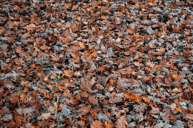 Fondo de hojas de roble caído en un nublado día de otoño.