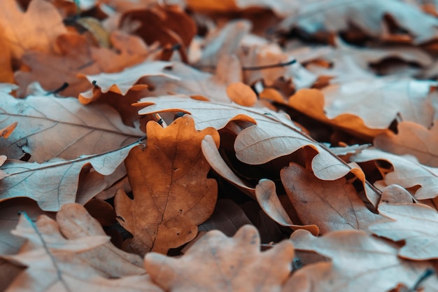 Fondo de hojas de roble caído en un nublado día de otoño.