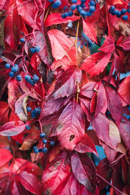 Fondo de hojas rojas y bayas azules de un viñedo silvestre.