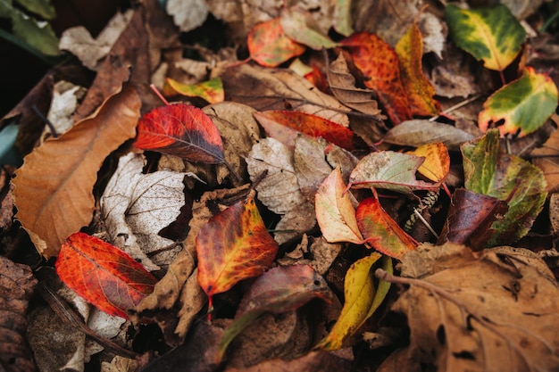 Fondo de hojas rojas, naranjas, amarillas y marrones caídas. Textura de concepto de otoño.