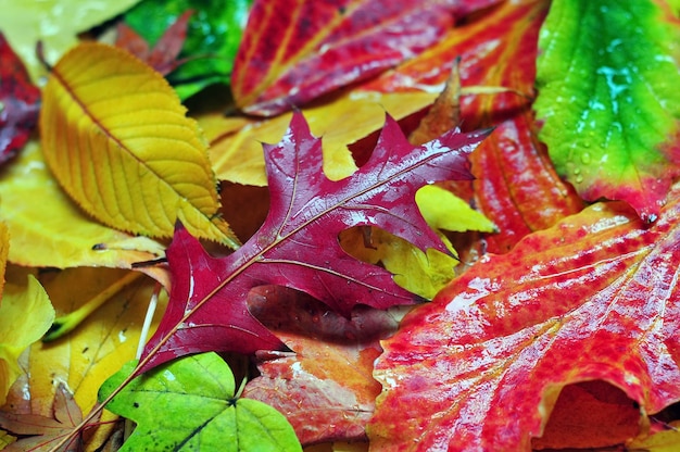 Fondo de hojas rojas y naranjas amarillo brillante otoño húmedo