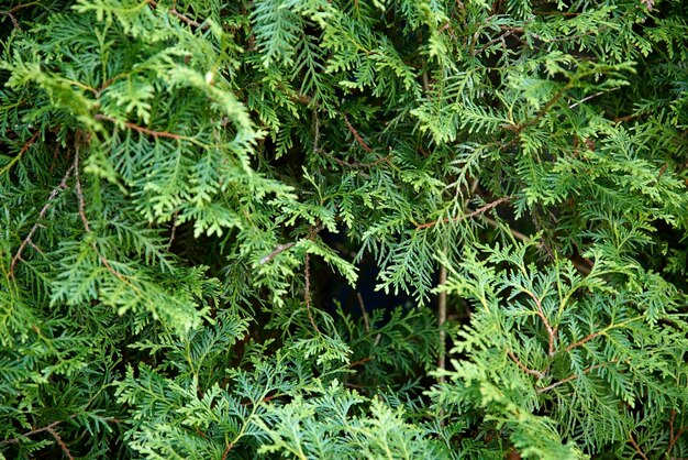 el fondo de las hojas de thuja verde