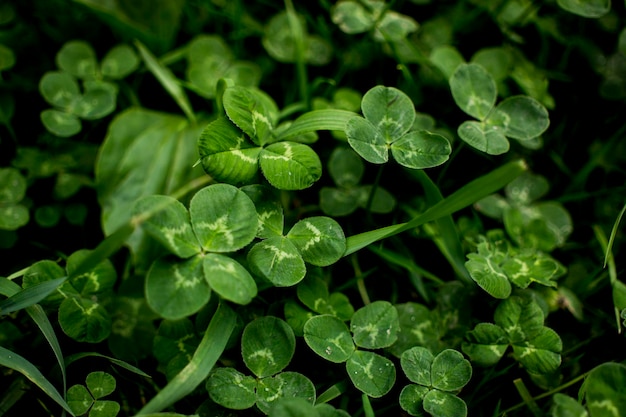 Fondo de hojas de trébol verde con algunas partes enfocadas