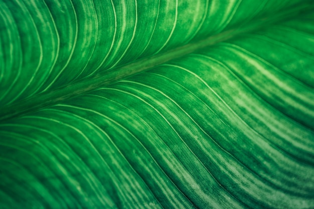 Fondo de hojas tropicales, patrón de fondo verde.