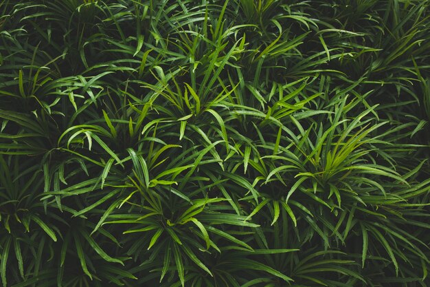 Fondo de hojas tropicales verde oscuro naturaleza follaje fondo de naturaleza abstracta