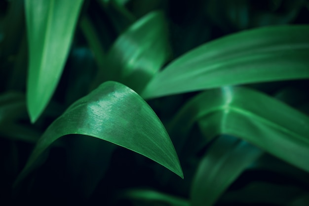 Fondo de hojas tropicales