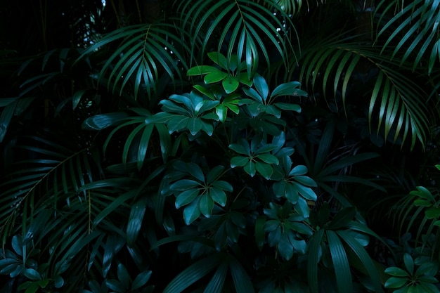 Fondo de hojas tropicales