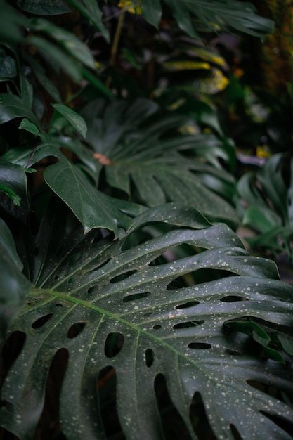 fondo de hojas tropicales