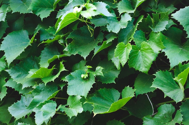 Foto fondo de hojas de uva