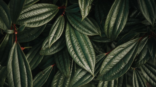 Fondo de hojas verde oscuro brillante