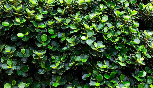 Fondo de hojas verde oscuro