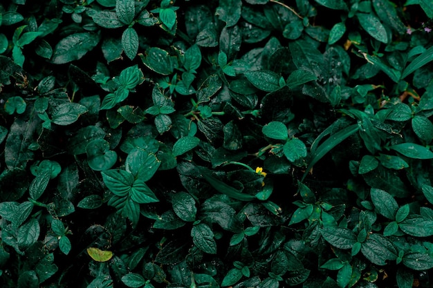 Fondo de hojas verde oscuro